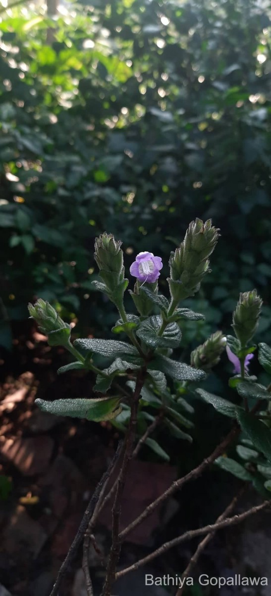 Strobilanthes gardneriana (Nees) T.Anderson